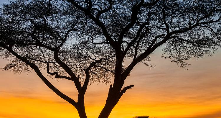Silhouette of an acacia tree against a fiery sunrise sky on the African savannah.