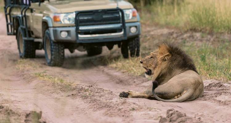 Male lion resting on a sandy track yawning as a safari 4x4 approaches from behind.