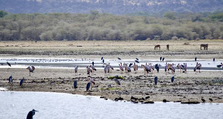 Birds and wildlife near a water body in a dry landscape.