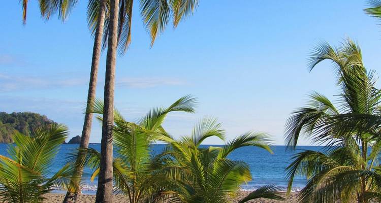 Palmiers avec une plage et l'océan en arrière-plan.