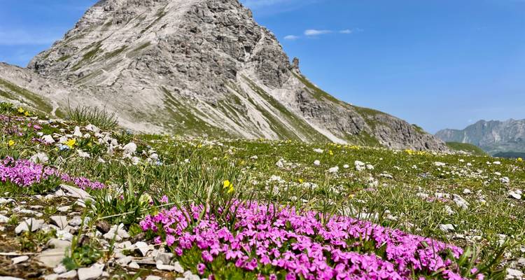 Berglandschaft mit Wildblumen im Vordergrund.