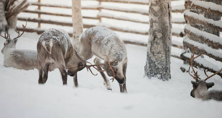 Des rennes qui jouent dans un enclos enneigé.