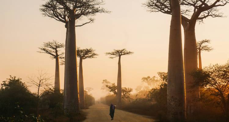 Avenue de baobabs imposants avec une personne marchant sur le sentier central au coucher du soleil.
