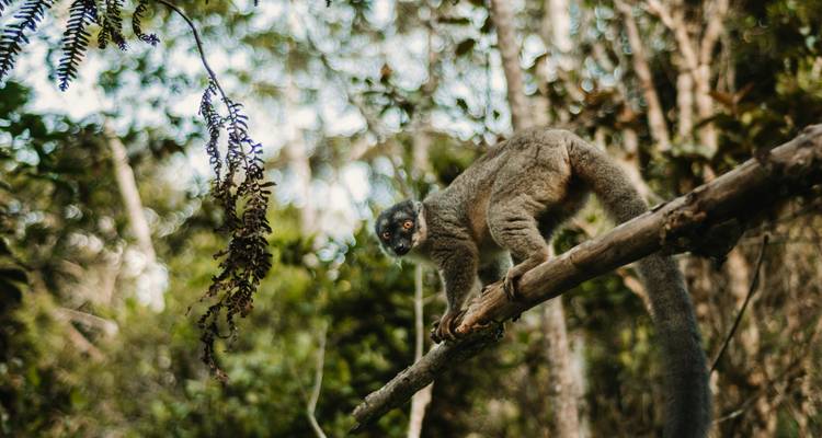 Un lémurien debout sur une branche d'arbre avec une forêt verte luxuriante en arrière-plan.
