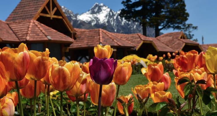 Tulipes éclatantes devant des bâtiments rustiques avec une montagne enneigée en arrière-plan.