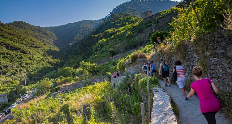 Wandelaars die langs een stenen pad lopen door weelderige terrasvormige heuvels in Cinque Terre onder heldere lucht.