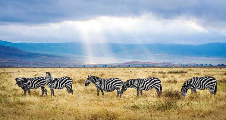 Zebras on a field with some sunlight breaking through clouds.