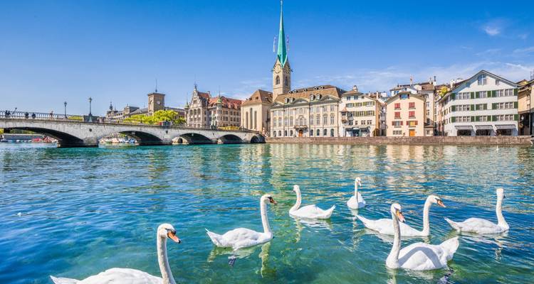 Swans swimming in a river with a cityscape in the background.