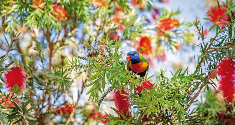 Colorful bird perched on a flowering tree.