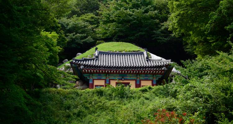 Traditionele Koreaanse tempel gedeeltelijk verborgen tussen dicht groen bosgebladerte.