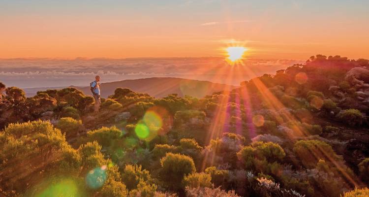 Wanderer, der bei Sonnenaufgang unter alpinen Sträuchern mit goldenen Strahlen über dem Hochland der Insel Réunion steht