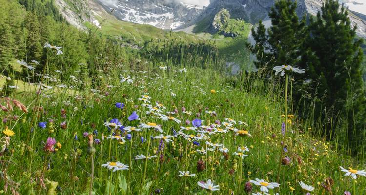 Champ de fleurs sauvages avec des montagnes en arrière-plan.