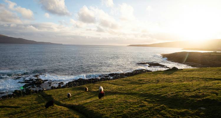 Pastoral scene with sheep grazing by the sea.