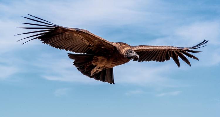 Ein Kondor im Flug vor einem blauen Himmelshintergrund.