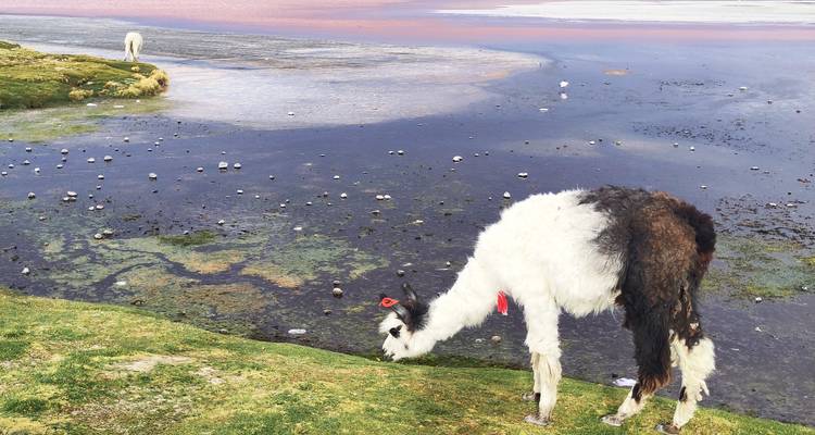 Lama grazend bij een kleurrijke lagune.