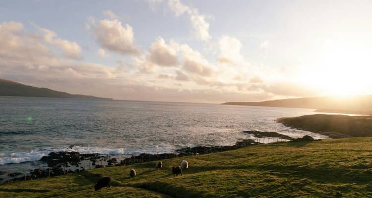 Ovejas pastando bajo un cielo colorido junto al mar.