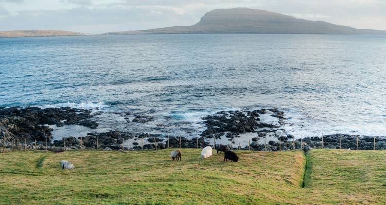 Des moutons paissant sur une colline herbeuse surplombant un rivage rocheux et l'océan avec des collines au loin.