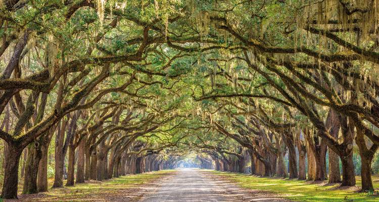 Route bordée d'arbres avec mousse espagnole.