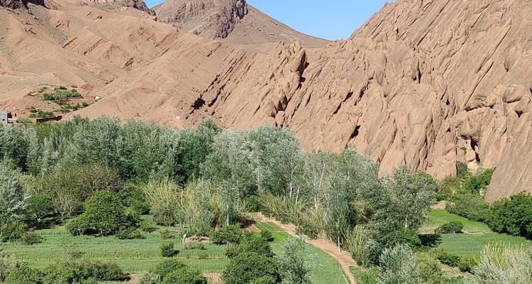 Végétation luxuriante sur fond de montagnes rocheuses.