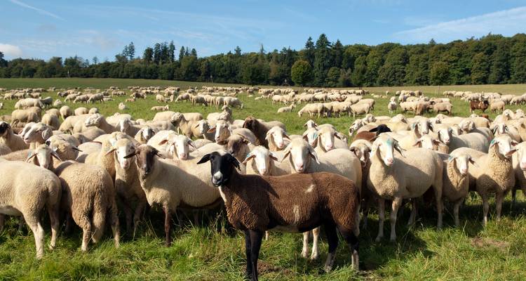 Eine große Schafherde weidet auf grüner Weide unter blauem Himmel.