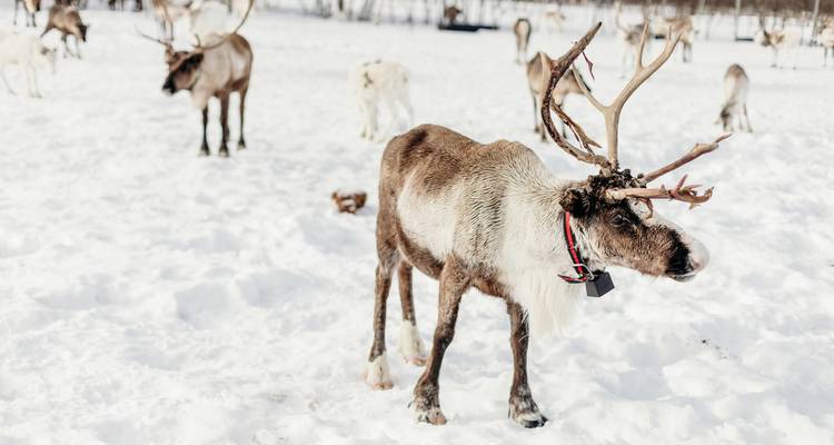 Rennes dans un paysage enneigé.