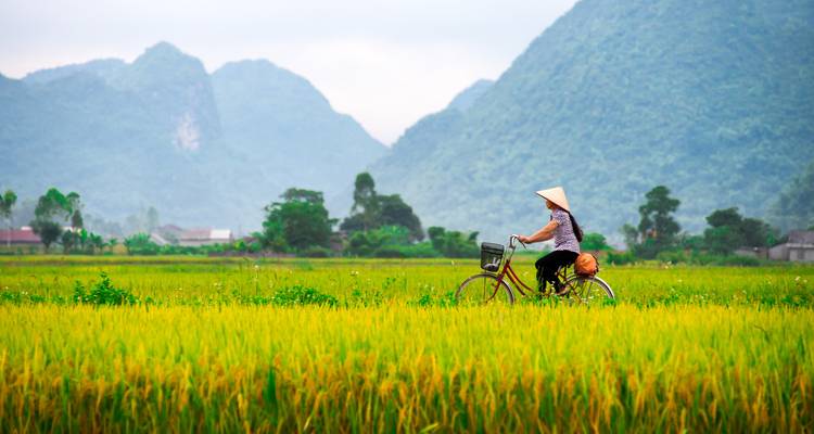 Cyclist wearing a conical hat rides through golden rice paddies framed by lush mountains.