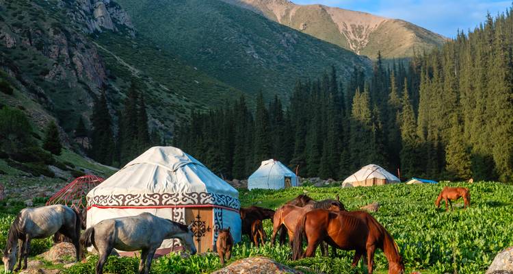 Paarden grazend bij yurts in een bergachtig gebied.