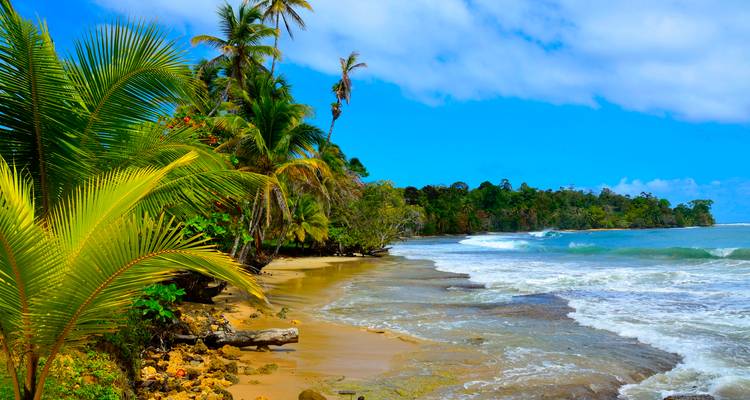 Playa bordeada de palmeras con olas del océano y cielos azules.