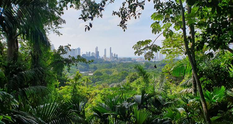 Vista desde un área boscosa con vista a la Ciudad de Panamá.