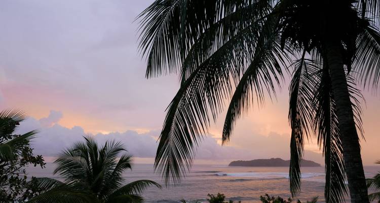 Tropical beach with palm silhouettes at dusk.
