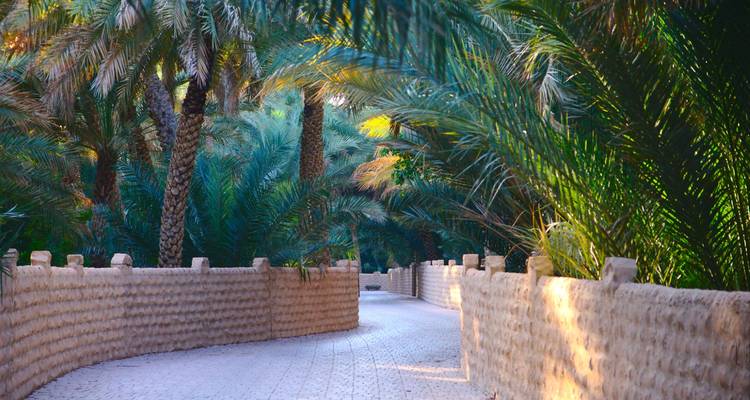 Pathway lined with lush palm trees under the clear skies.