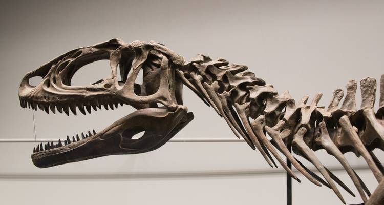 Een dinosaurusskelet tentoonstelling in een museumomgeving.