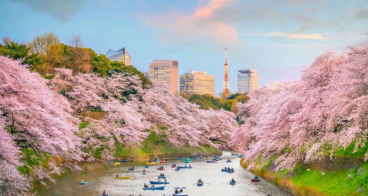 Flores de cerezo a lo largo de un río con numerosos botes de remo, horizonte de la ciudad en la distancia.