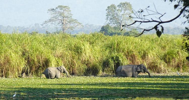 Two elephants walking through water with green grass in the background.