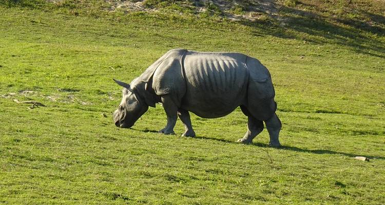A rhinoceros grazing on a grassy hillside.