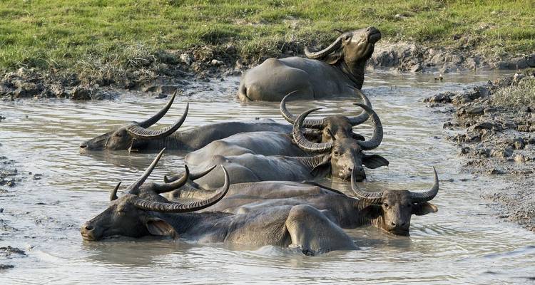 Multiple buffaloes lying in a waterhole.