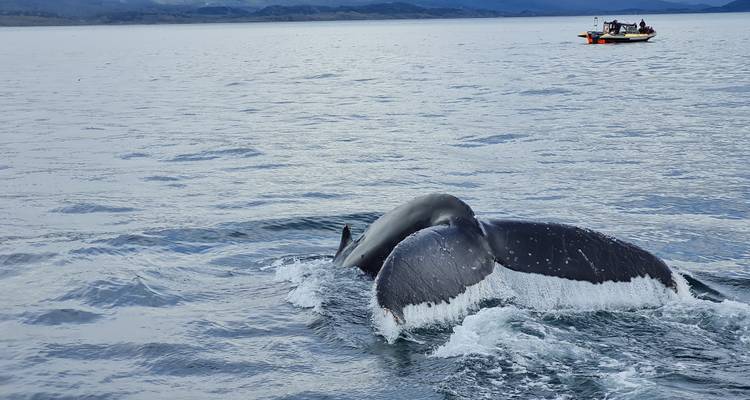 La cola de una ballena jorobada emerge del agua mientras un pequeño barco de turismo observa a la distancia.