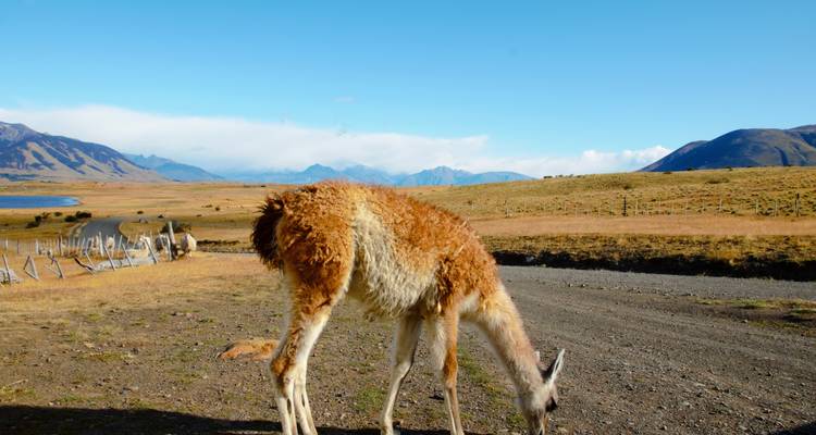 Un guanaco solitario pasta en el pasto de la estepa patagónica con montañas distantes y un lago bajo cielos azules.
