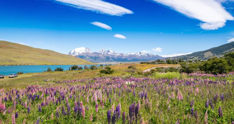 Champ vibrant de lupins violets à côté d'un lac turquoise avec un massif enneigé au loin sous un ciel bleu éclatant.