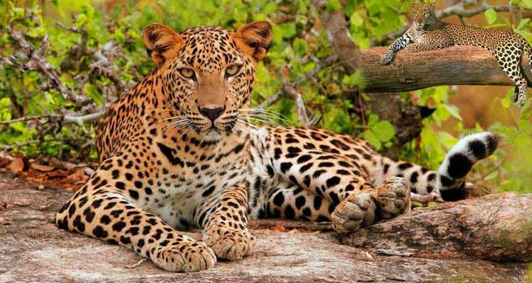 Picture of a leopard laying on the ground surrounded by forest.