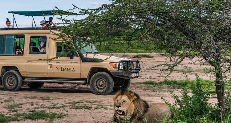 Leeuw die rust onder een boom bij een safarivoertuig met mensen die observeren.
