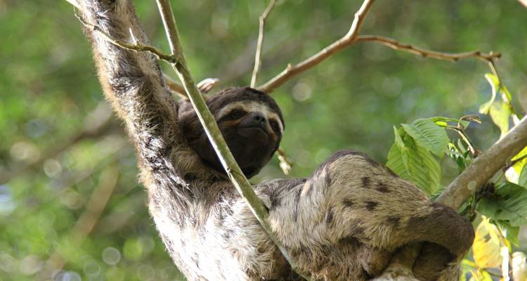 Sloth hanging on a tree branch in a jungle setting