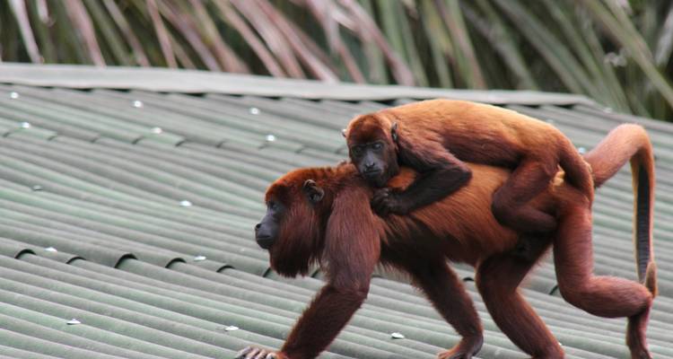 Mother and baby monkeys on a rooftop with greenery