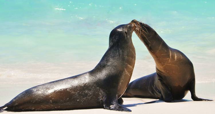 Two sea lions on a sandy beach with turquoise water.