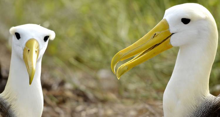 Two albatross birds in close-up with a blurred background.