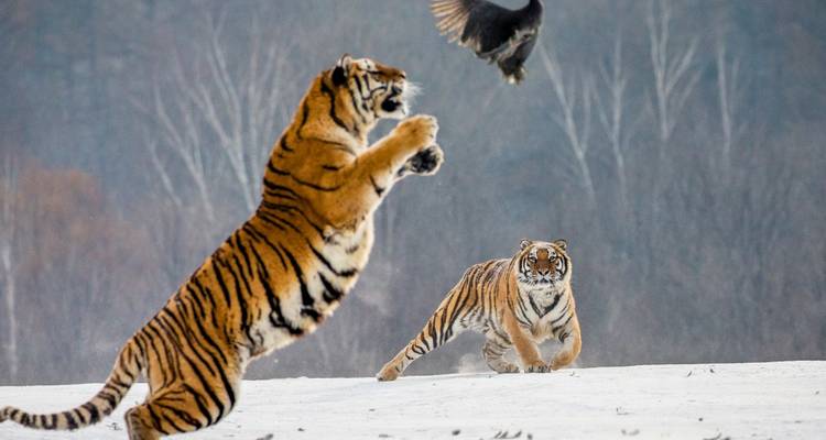 Tijgers die interageren met een vogel in een besneeuwde omgeving.