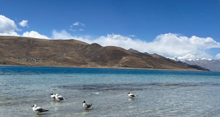 Lac alpin cristallin aux eaux bleu clair avec des mouettes pataugeant dans les eaux peu profondes et des pics enneigés en arrière-plan
