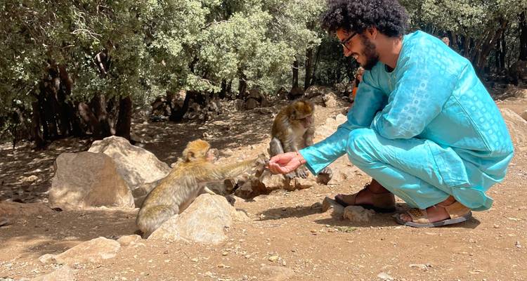 Persoon die interacteert met apen in een bos.