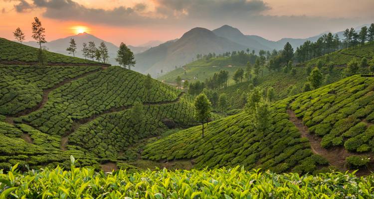 Montagnes avec plantations de thé au coucher du soleil.