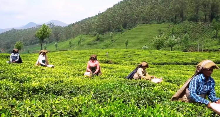 Des ouvriers cueillent des feuilles de thé dans une plantation.